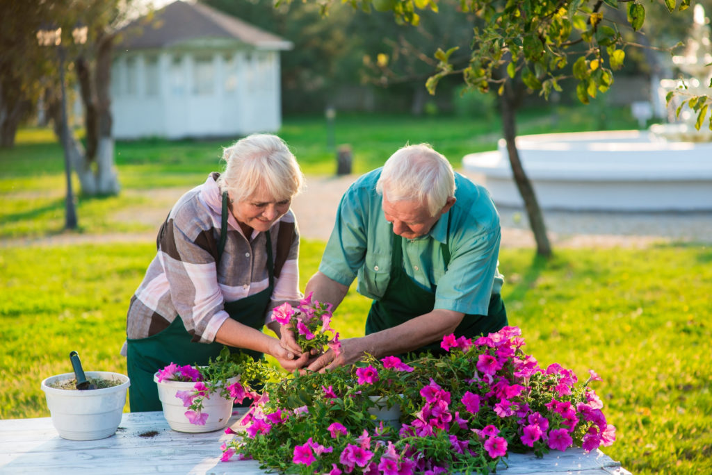 Zahradničení v seniorním věku: dvojice při společném zahradničení